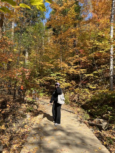 A boardwalk trail winding through Algonquin Provincial Park at peak autumn colour, gold and orange leaves arching overhead